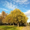【最夢幻的秋季】－加州小鎮 Davis 2011 - 51