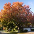 【最夢幻的秋季】－加州小鎮 Davis 2011 - 61