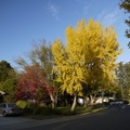 【最夢幻的秋季】－加州小鎮 Davis 2011 - 62