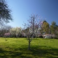 【最美的春日時光】－加州小鎮 Davis 2012 - 13