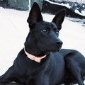 黑皮是我領養的一隻流浪幼犬, 擁有一雙超級無辜又憂鬱的雙眼.這裡記錄了一些牠的生活點滴與您分享