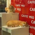 CAFFE' MIO