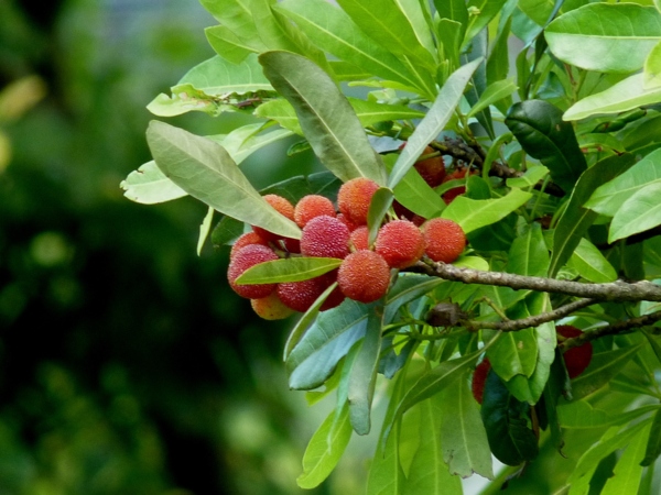 樹梅 - 白桕花園 - udn部落格