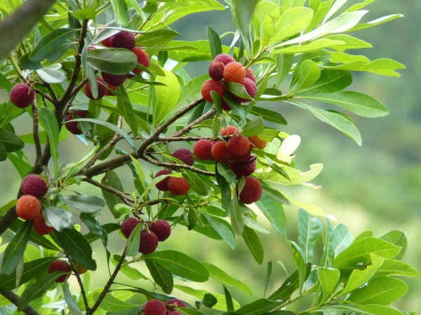 樹梅 - 白桕花園 - udn部落格
