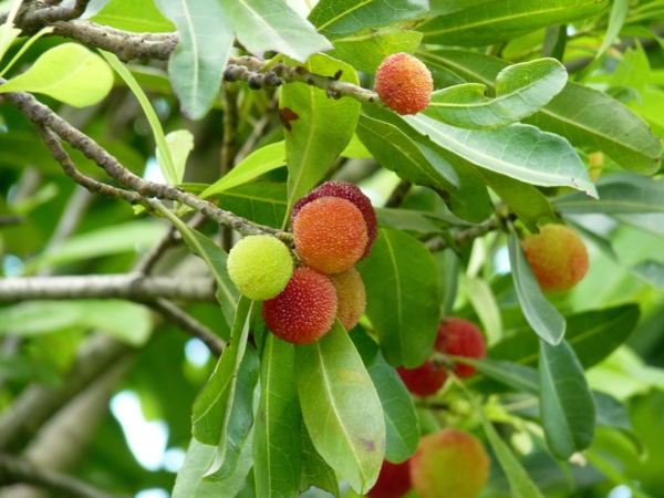 樹梅 - 白桕花園 - udn部落格