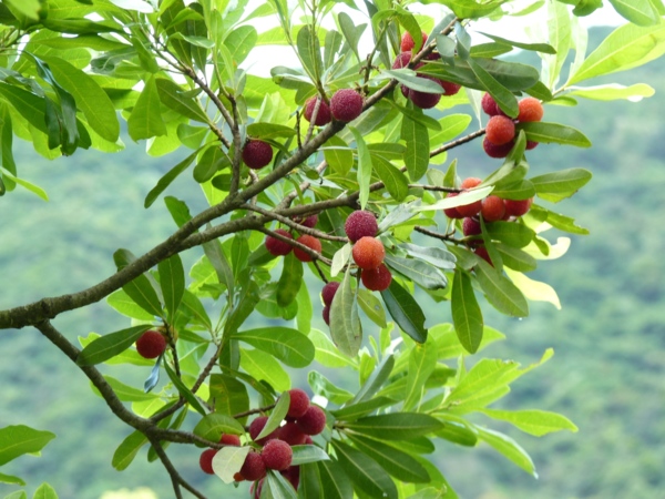 樹梅 - 白桕花園 - udn部落格