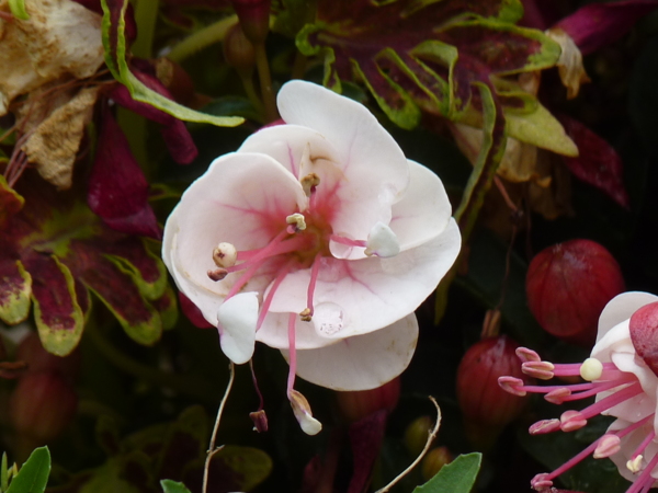 吊鐘花 白桕花園 Udn部落格