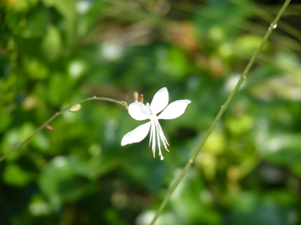 山桃草 白桕花園 Udn部落格