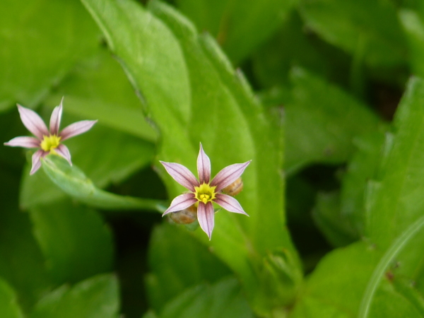 庭菖蒲 白桕花園 Udn部落格