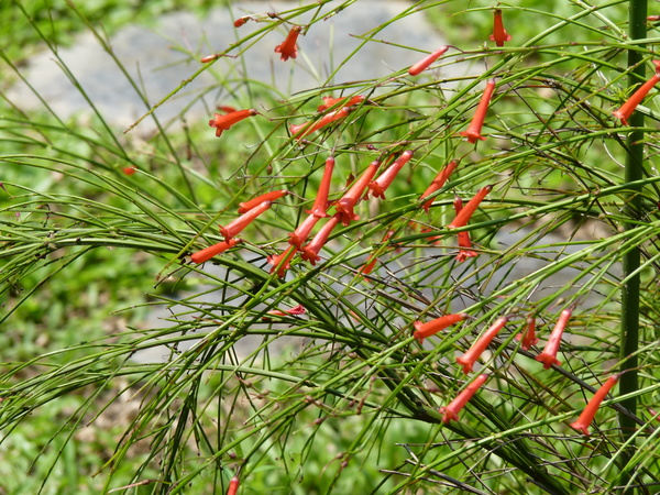 炮竹紅 白桕花園 Udn部落格