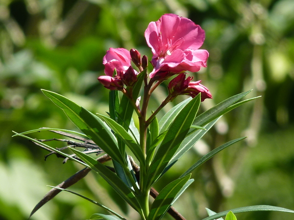 夾竹桃 重瓣 白桕花園 Udn部落格 夾竹桃 重瓣 白桕花園 Udn部落格