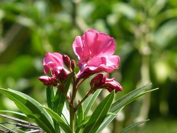 夾竹桃 重瓣 白桕花園 Udn部落格 夾竹桃 重瓣 白桕花園 Udn部落格