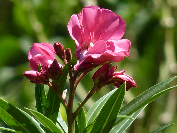 夾竹桃 重瓣 白桕花園 Udn部落格 夾竹桃 重瓣 白桕花園 Udn部落格