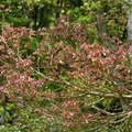 2016福山植物園