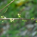 2017植物園