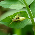 2016昆蟲