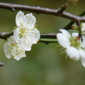 2023.01.12逸仙公園.中正紀念堂賞梅