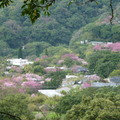 2023.01.30-02.13花卉試驗中心.陽明山公園.