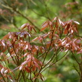 2016福山植物園