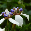 2012四月的花