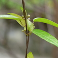 蝴蝶幼蟲食草植物