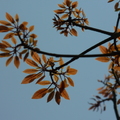 2016福山植物園