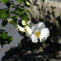 2017植物園