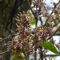 2022.2-3月-植物園