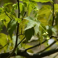 2016福山植物園