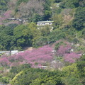 2024陽明山(花卉試驗中心.二子坪....)