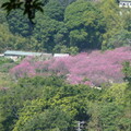 2024陽明山(花卉試驗中心.二子坪....)