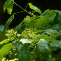 2016福山植物園