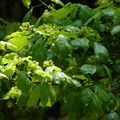 2016福山植物園