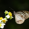 2022.2-3月-植物園