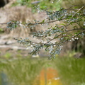 梅峰植物