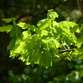 2016福山植物園