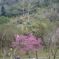 2023.01.30-02.13花卉試驗中心.陽明山公園.