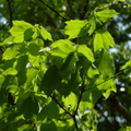 2016福山植物園