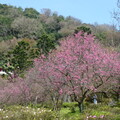 2024陽明山(花卉試驗中心.二子坪....)