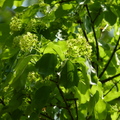 2016福山植物園