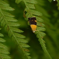 2016昆蟲