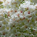2012四月的花