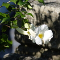 2017植物園