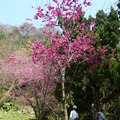 2024陽明山(花卉試驗中心.二子坪....)