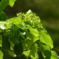 2016福山植物園