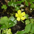 2024.04-06月.植物園