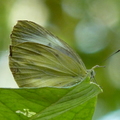 2014蝴蝶