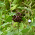 2024.04-06月.植物園