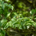 2016福山植物園