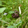 2024.04-06月.植物園